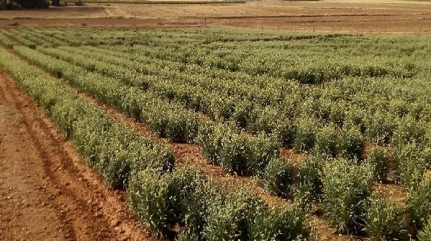 Guayule