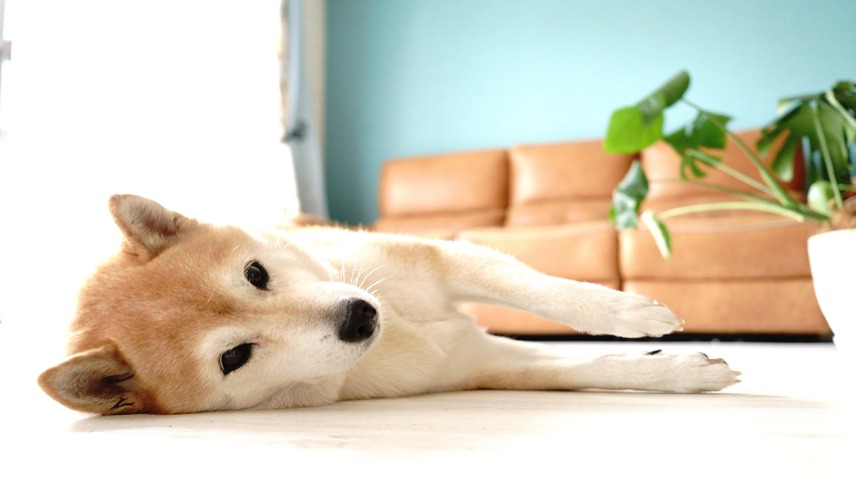 Así afectan las plantas y los perros a la calidad del aire de nuestras casas