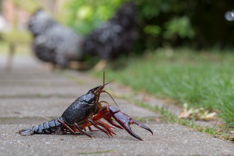 El cangrejo rojo americano, bioindicador de contaminación ambiental en el río Valdeazogues